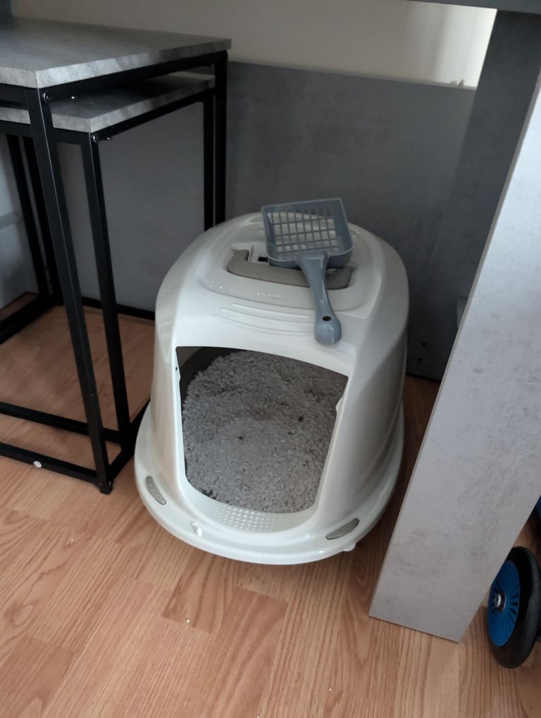 8 week kitten comes with everything 