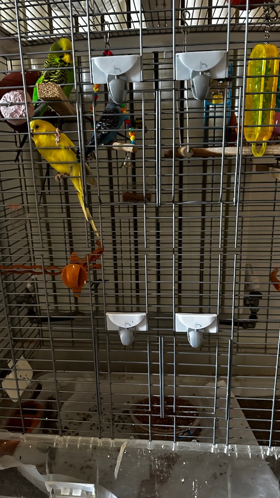 Budgies and cage for sale