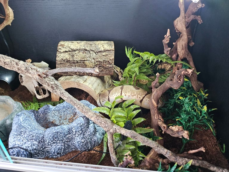 5 Year Old Male Ball Python