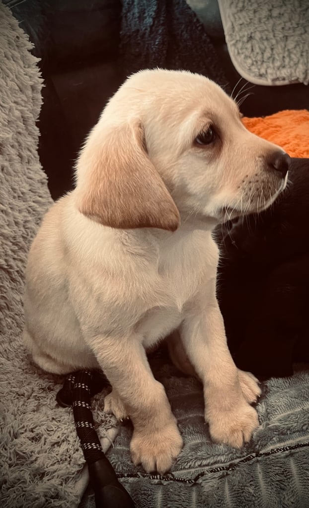 8 superb kc reg Labrador puppies ( 6 days and your pup can come home!!)—