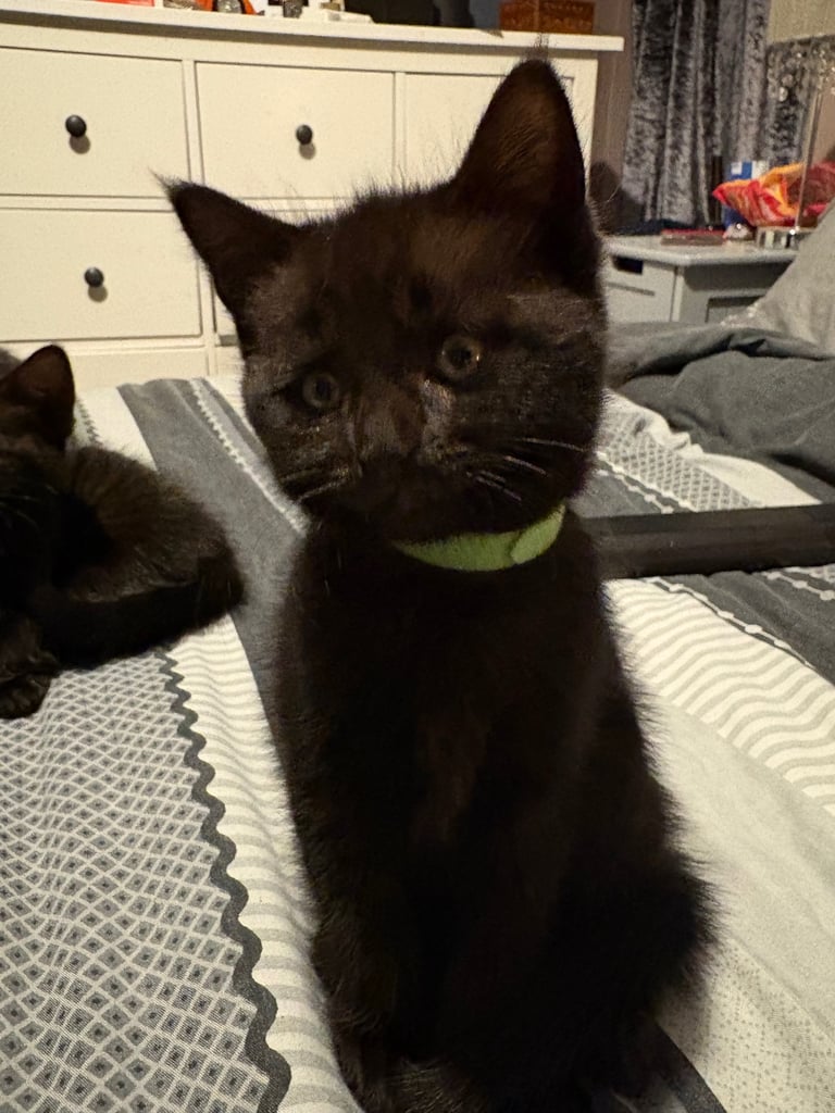 Female kittens 8 weeks old