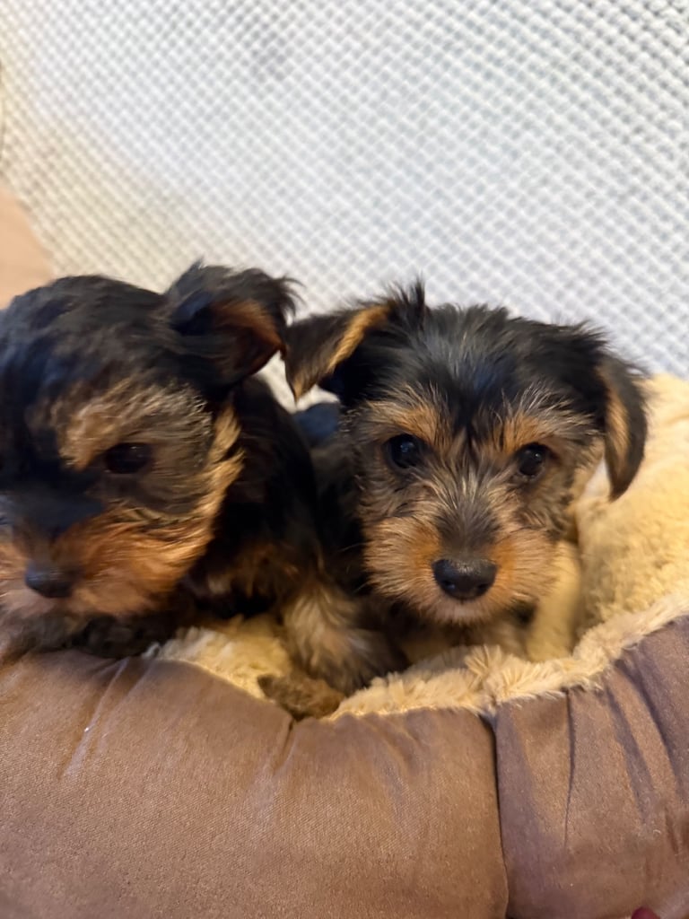 Stunning Yorkshire Terriers for sale