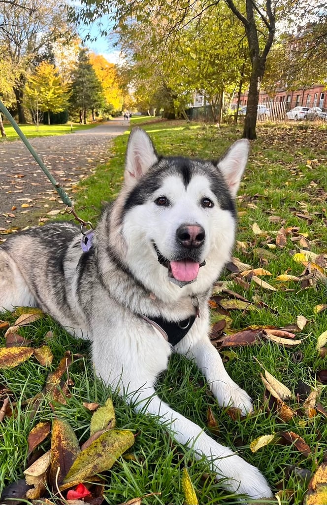Two year old Alaskan malamute female for rehoming