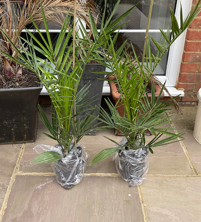 image for 2 x Hardy Phoenix Palm Trees 60-80cm Tall in a 15cm Pot - Exotic Patio Plants 
