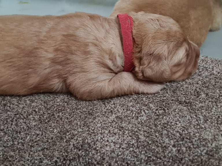 Golden retriever puppies