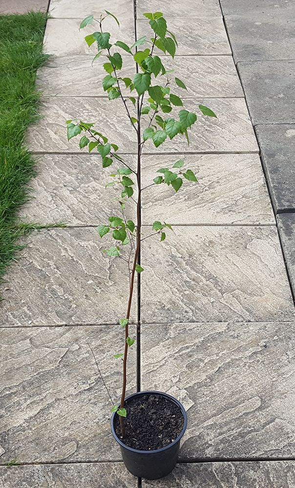 Silver Birch Sapling - Betula Pendula - In Pot