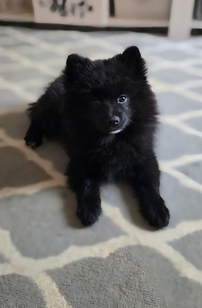 Pomeranian Puppy £850