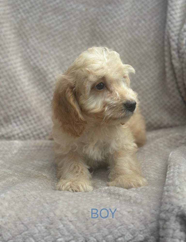 toy cockapoo
