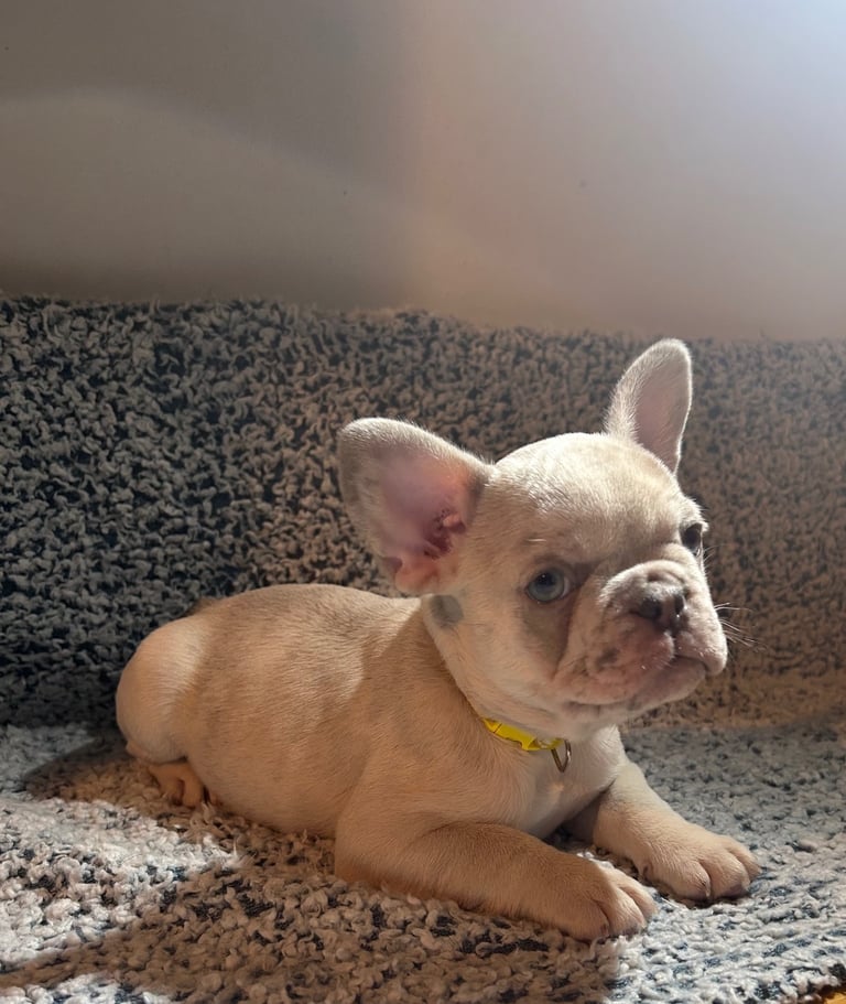 READY NOW French bulldog puppies 