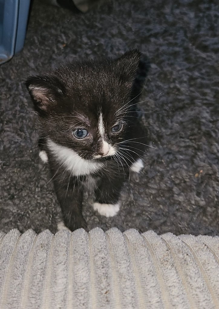 Bombay X Tuxedo kittens for sale 