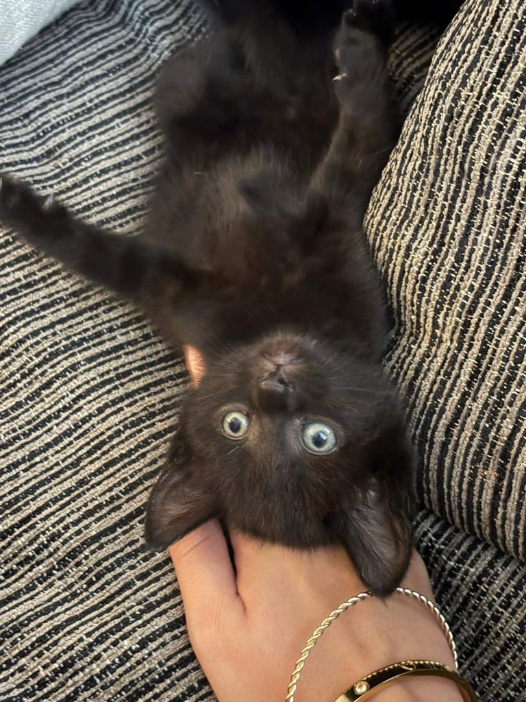 8 WEEK OLD FURR BABIES LOOKING FOR FOREVER HOMES
