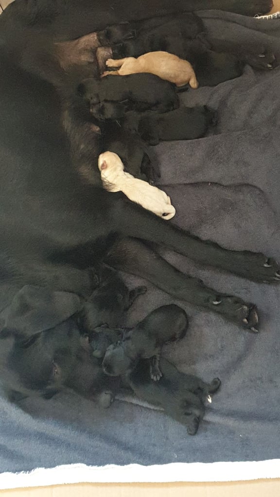 image for 11 KC reg, labrador retrievers, 10weeks old.