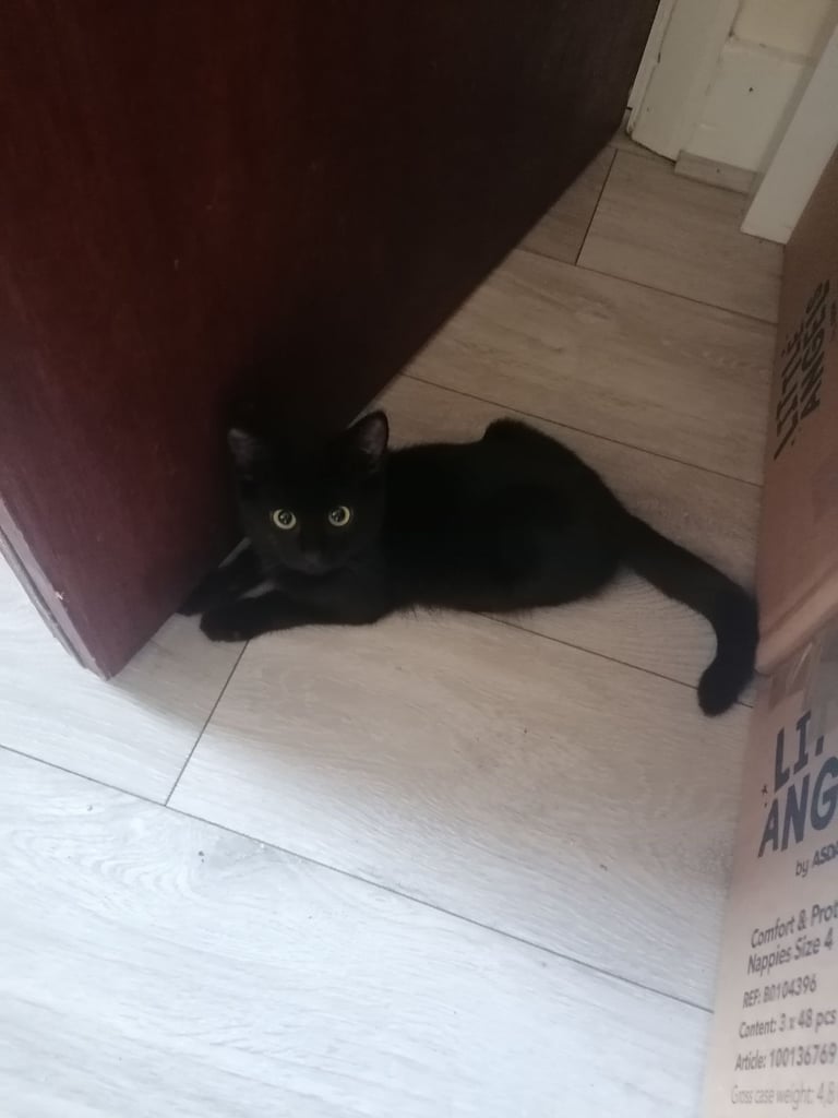 Syberian cat girl