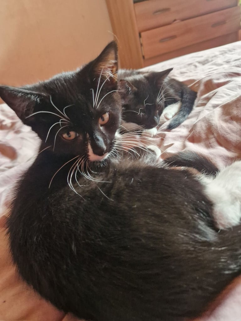 2 wee boys for sale