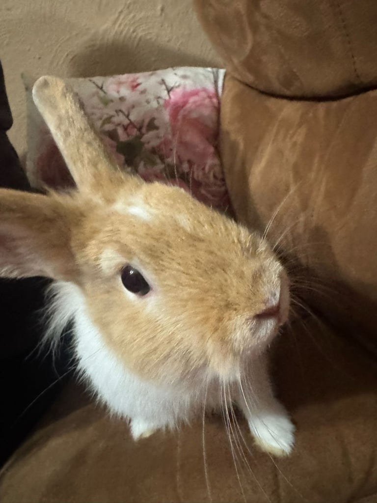 Ginger and white bunny