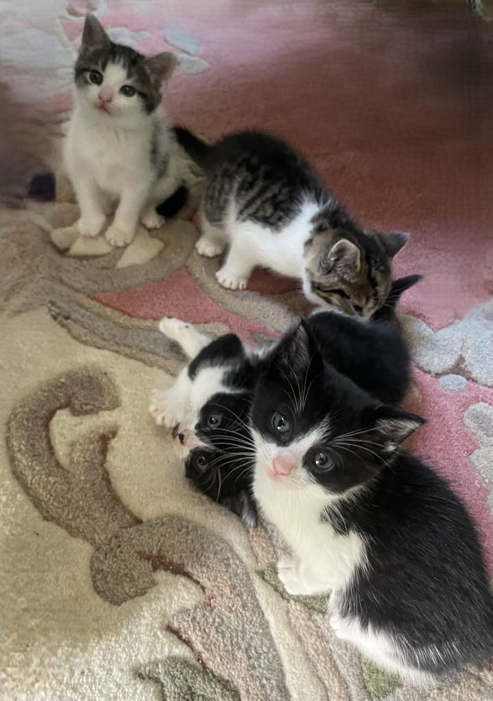 4 Sweet tempered kittens looking for loving homes