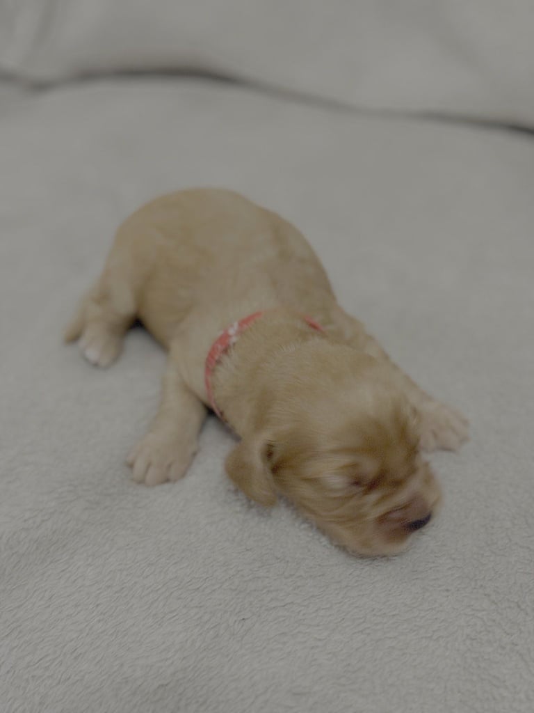 Cocker spaniel puppies for sale