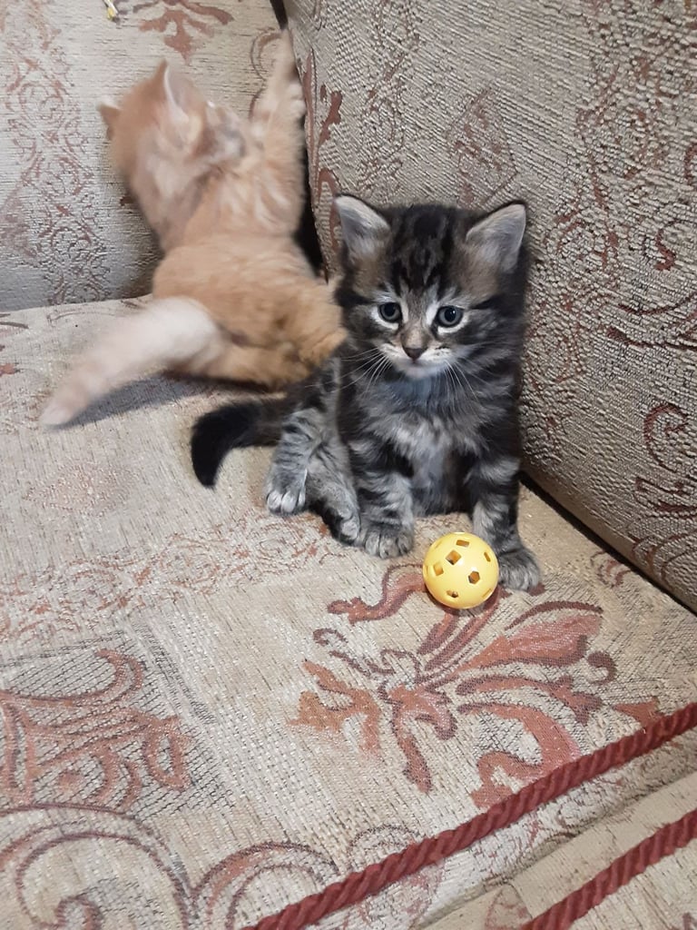 Playful Kittens for sale, from 35.00 pounds. 