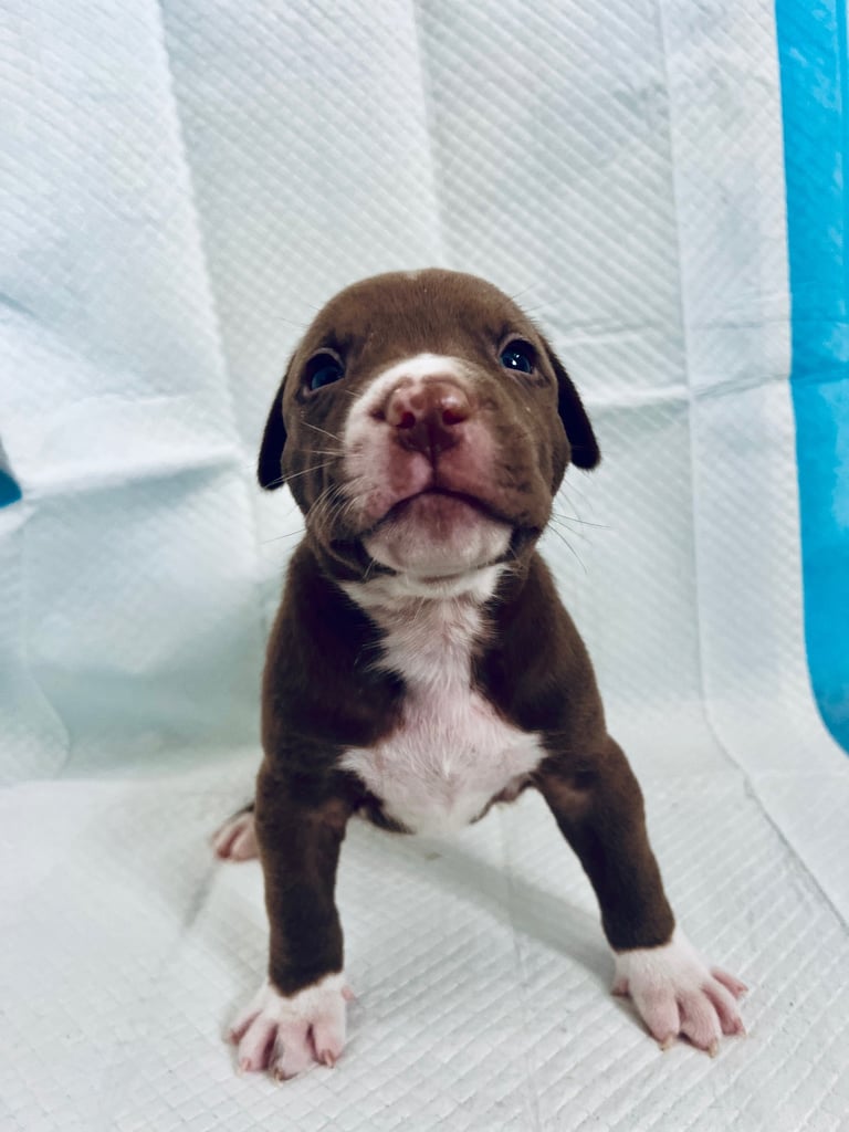 Medium American bully -XL are banned, these are NOT!