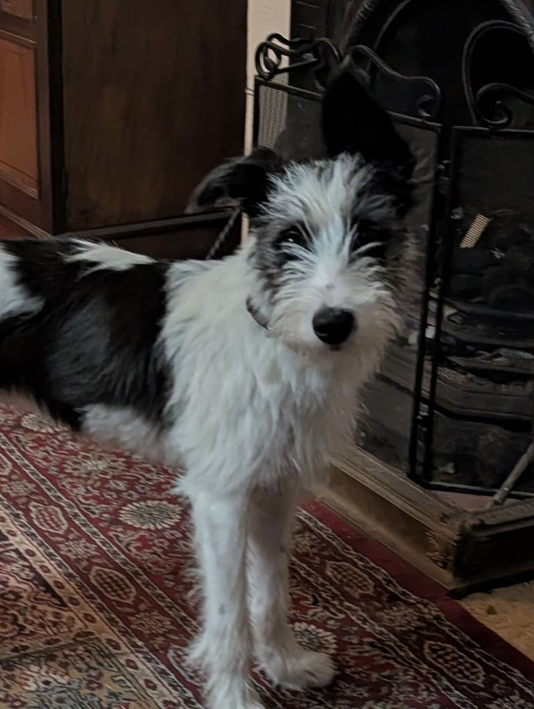Beautiful lurcher girl 6 months old 