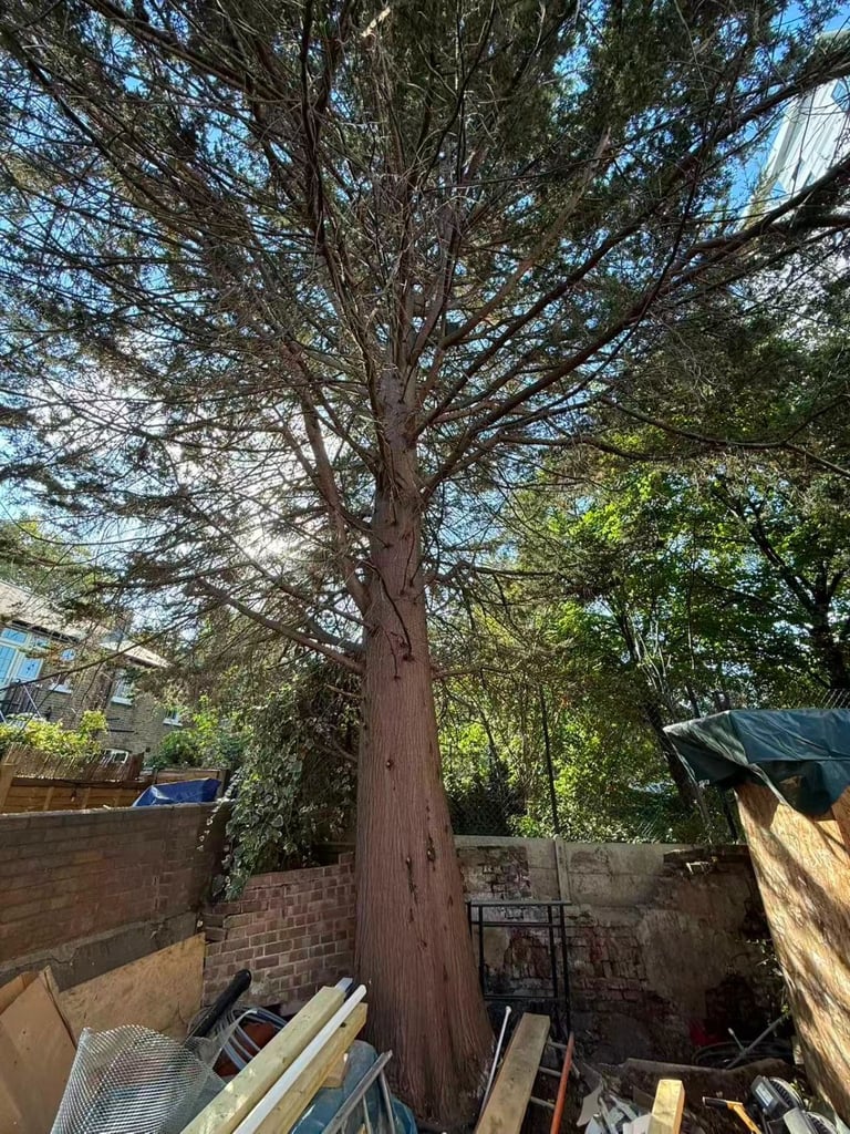 Free mature Western Red Cedar (timber & branches) — collection only — SW11.