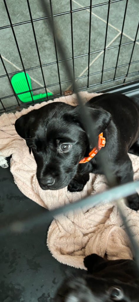 2 chunky gorgeous black labs for sale 