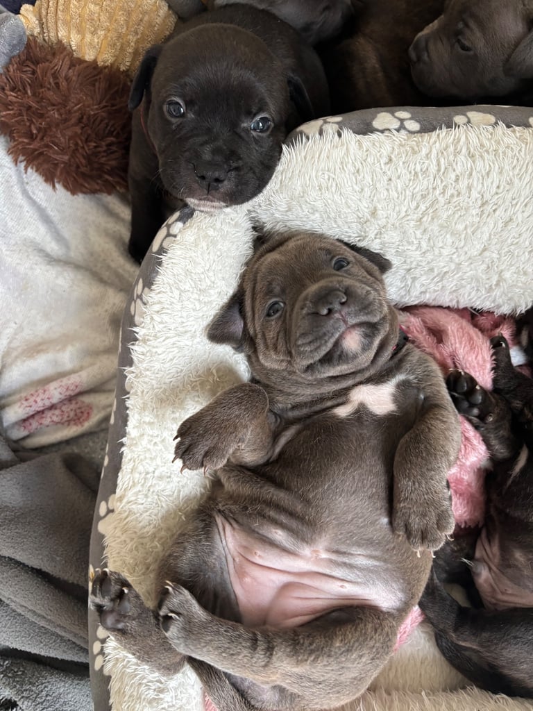 Beautiful Staffy Puppies for sale 