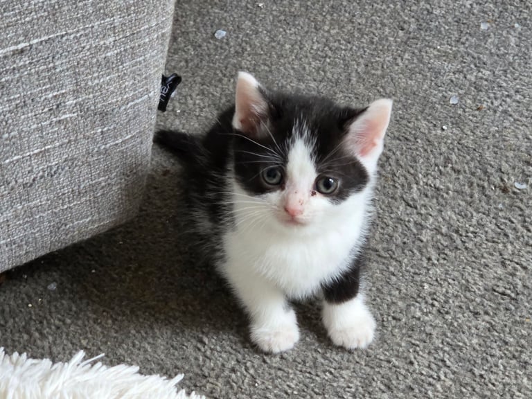 image for 1 kitten black and white