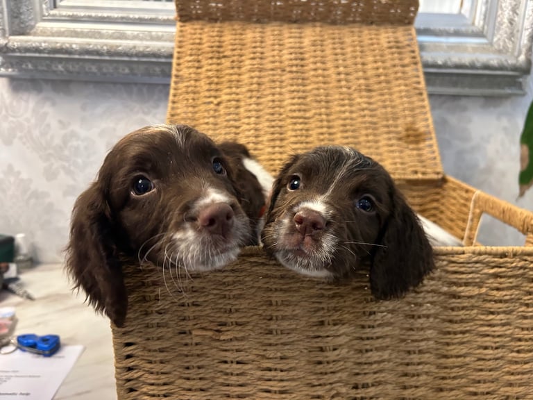 Ready now Kc reg male springer spaniels 
