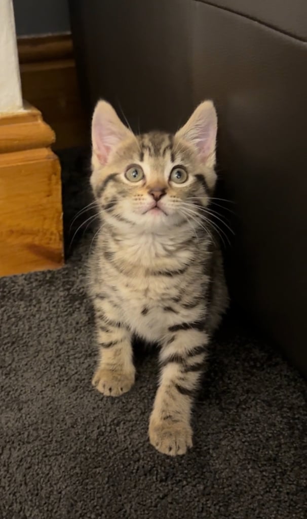 image for Tabby kitten