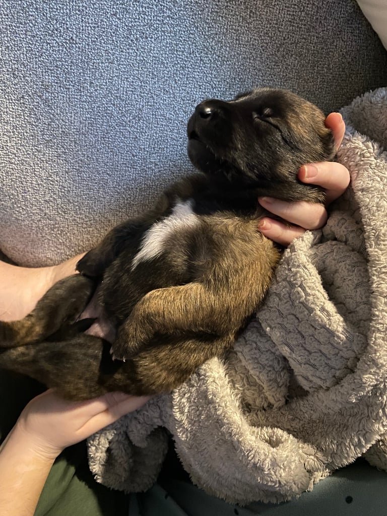 Belgium malinois x bull lurcher puppy’s 