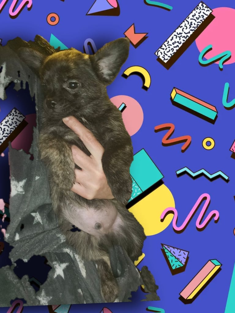 Fluffy Frenchie poms ❤️⭐️