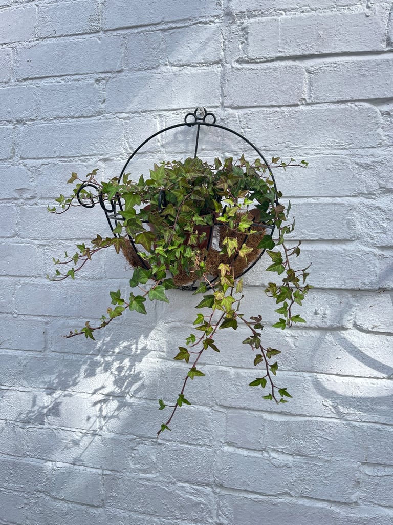 Vibrant Tradescantia in 23cm Pot - Striking Purple & Green Foliage