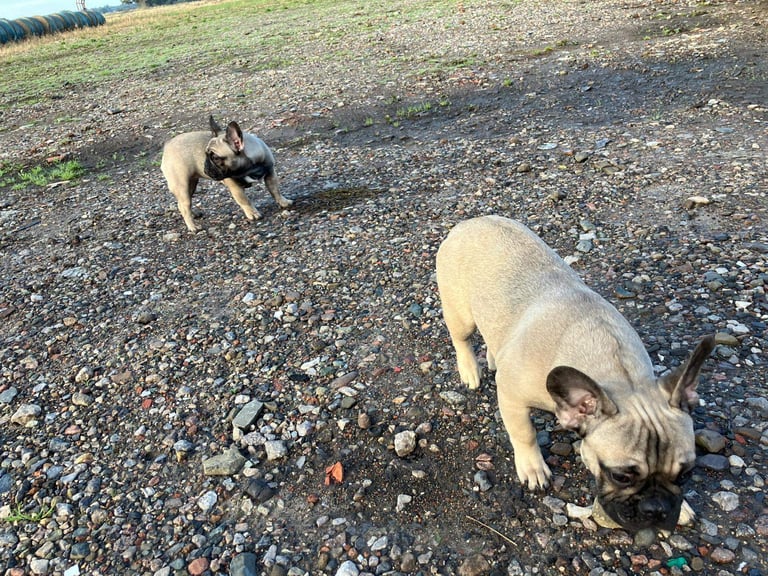 image for French Bulldog Puppies
