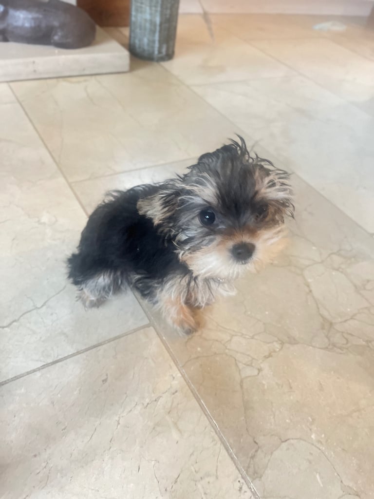 Yorkie female puppy 