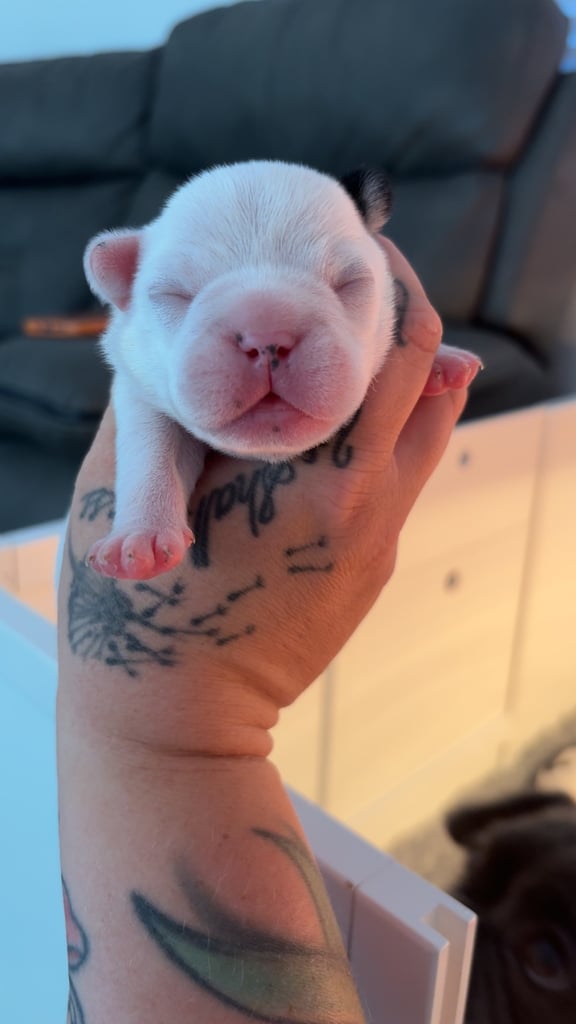image for French bulldog puppies 