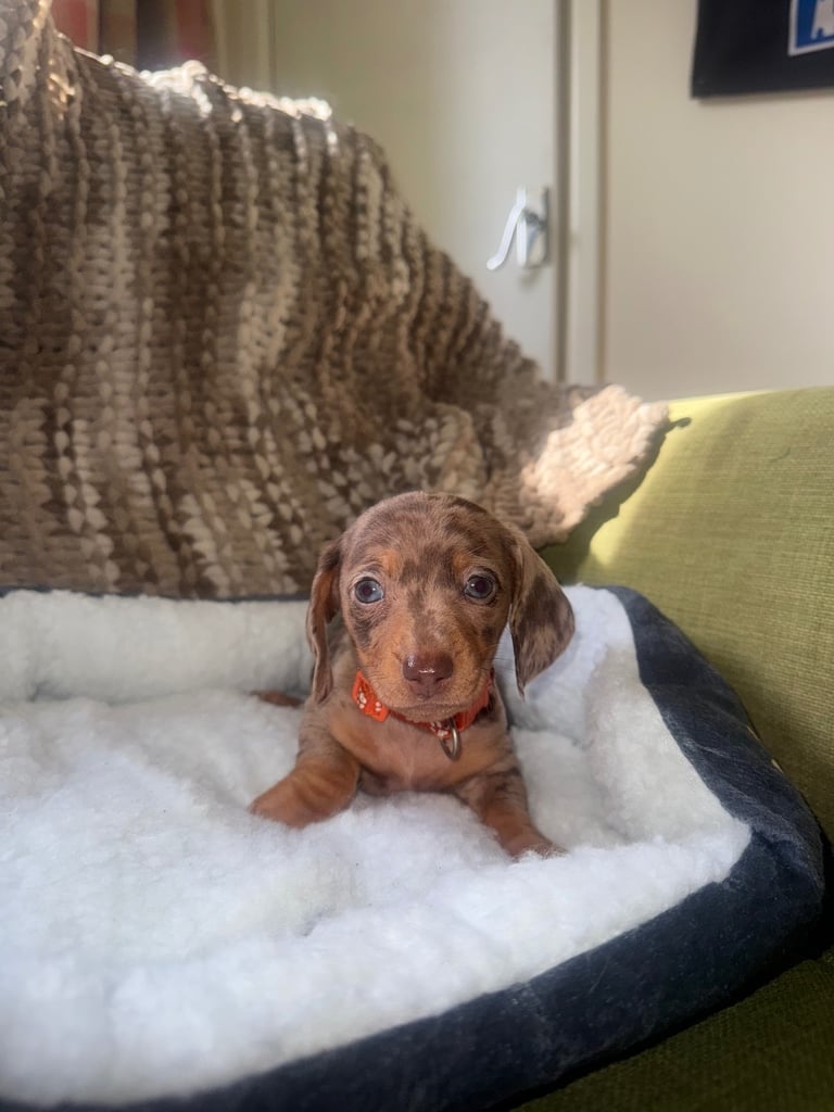 Ready to go! 1 boy left Miniature dachshunds puppies 