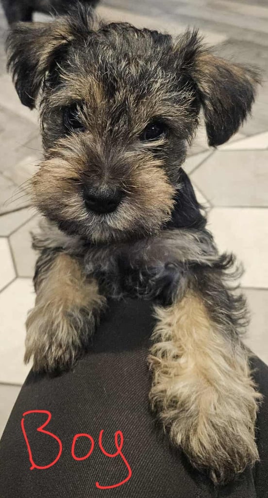 Schnauzer mini + YorkshireTerrier Biewar puppys