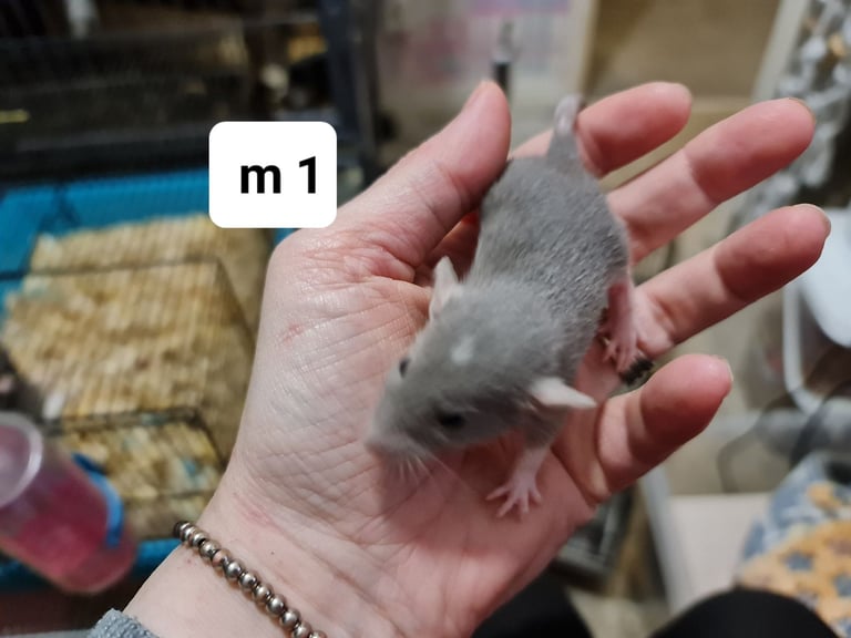 Beautiful baby dumbo rats -will deliver