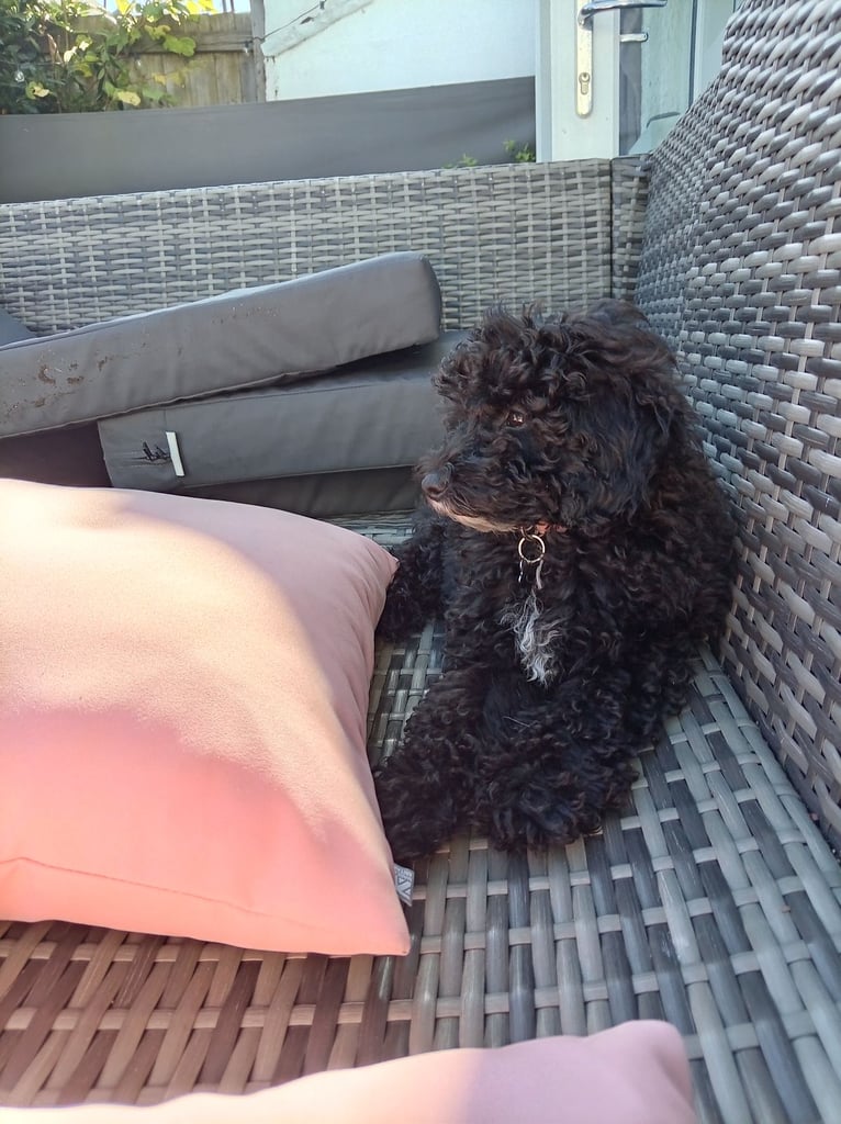 4 1/2 month old cockapoo Daisy