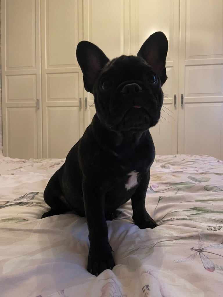 French bulldog 4 months 