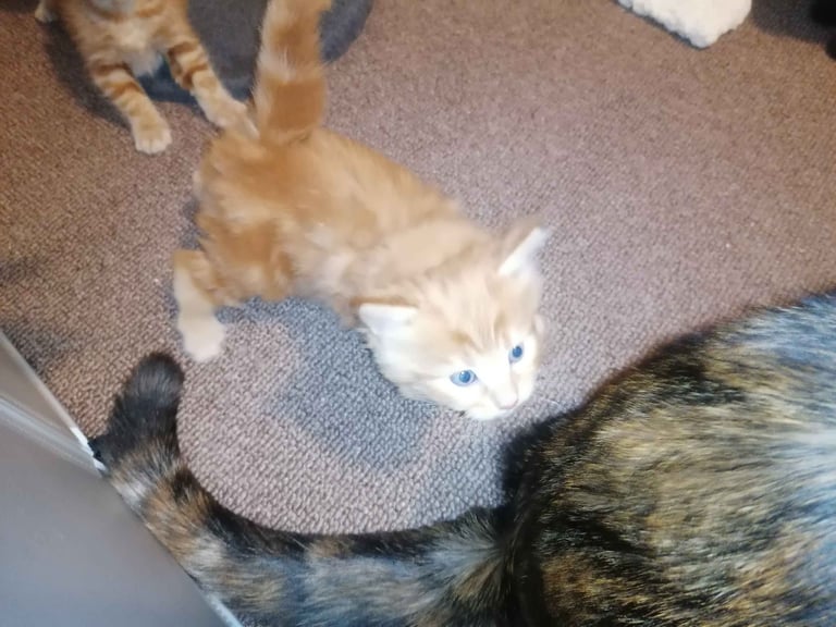 4 stunning kittens 