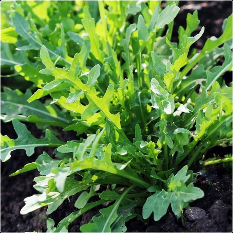PLANTS £1-£2 each VARIOUS Excess Plants: Indoor/House Plants, Garden Grasses, Strawbs, Eve Primrose