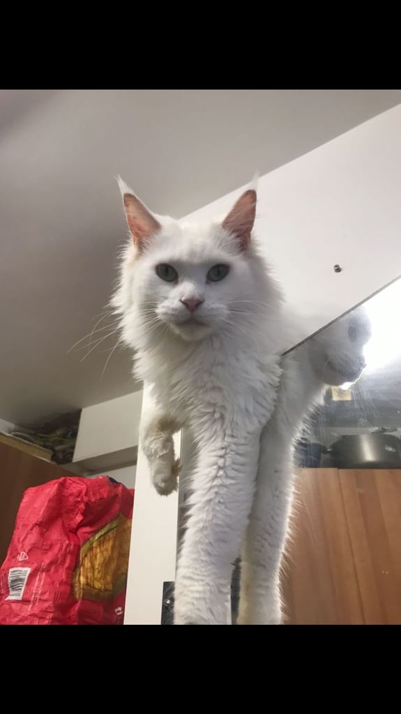 Full Maine Coon Female