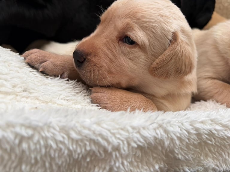 KC registered Labrador puppies 🐶 