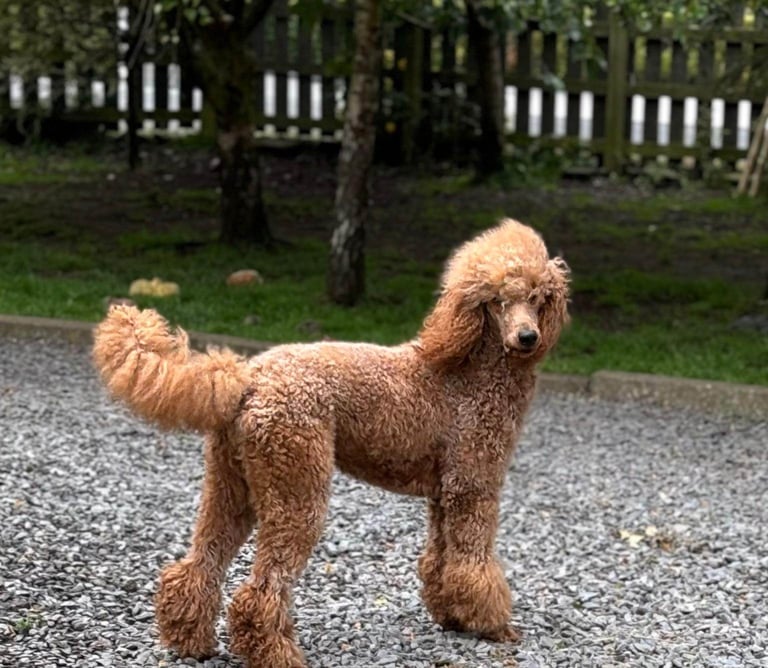 Two Exceptional Black Female Poodle Puppies — Family-Raised — 5★ Homes Only