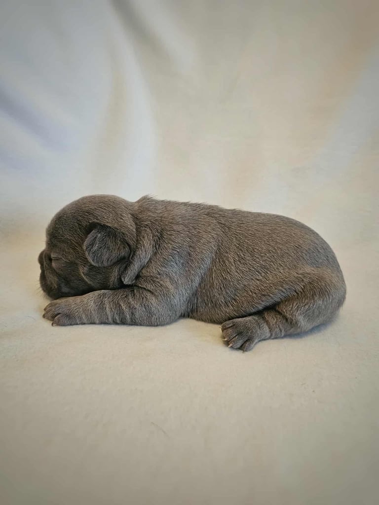 Generational Health tested French Bulldog Puppies (Only one boy and One Girl Left)