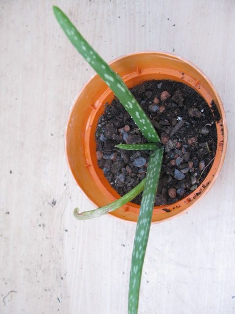 Aloe Vera plant