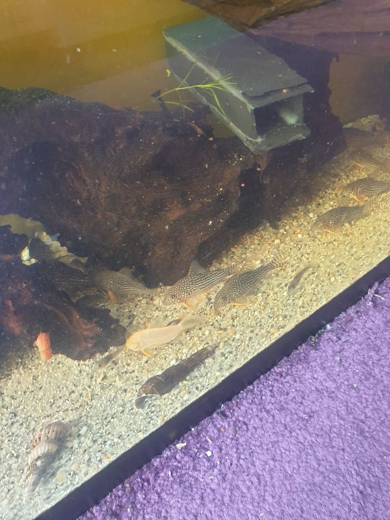 Tropical fish Angelfish,corydoras,super reds long fins plecos,shrimps, and l397 plecos 