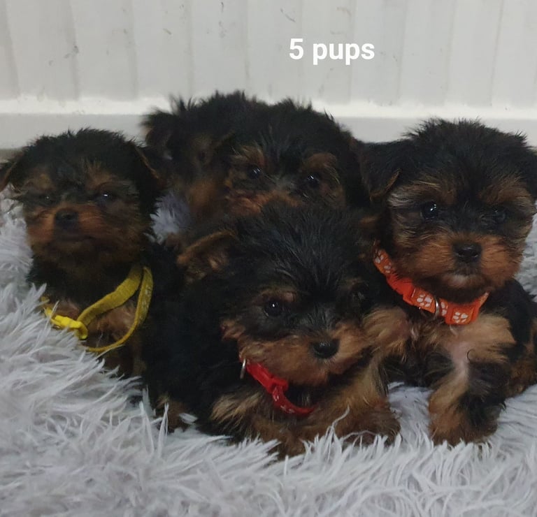 Yorkshire terrier puppies 